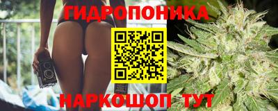 индика Кингисепп